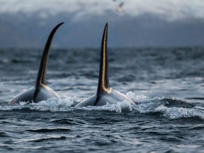 A pod of orcas swimming near a boat.