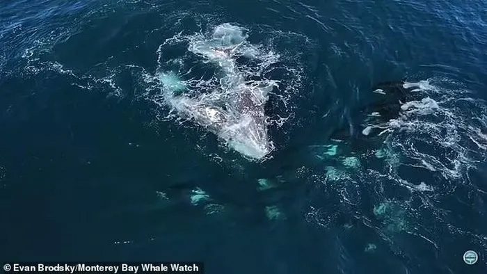 Suddenly, the pair was attacked by a pod of at least 30 orcas.