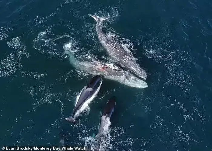 The gray whales with wounds on their skin after the attack.