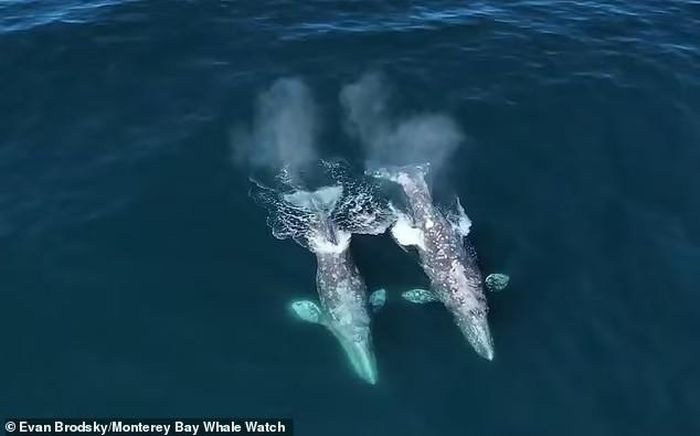 Suddenly, the pair was attacked by a pod of at least 30 orcas.