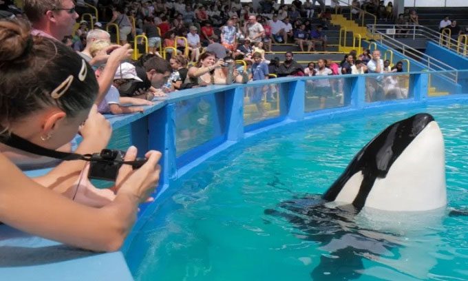 Tokitae celebrating her 40th birthday at the aquarium.