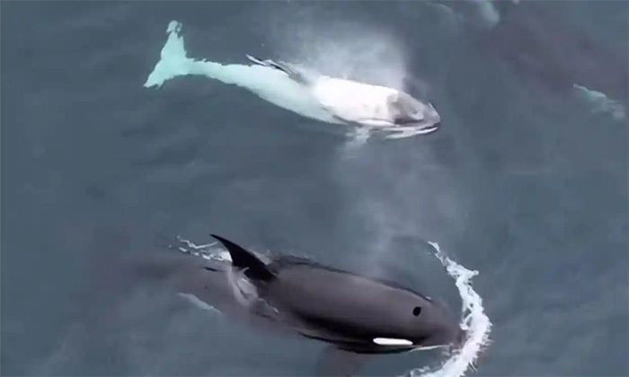 White orca recorded by Newport Coastal Adventures on April 24.