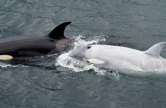 Rare white orca previously spotted in Mexico and Canada.