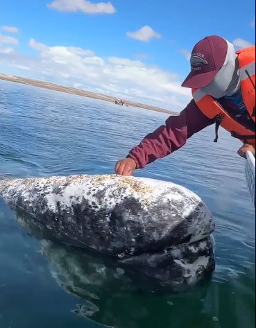 Paco Jimenez Franco removes the barnacle from the whale's head for the first time when it came close enough.
