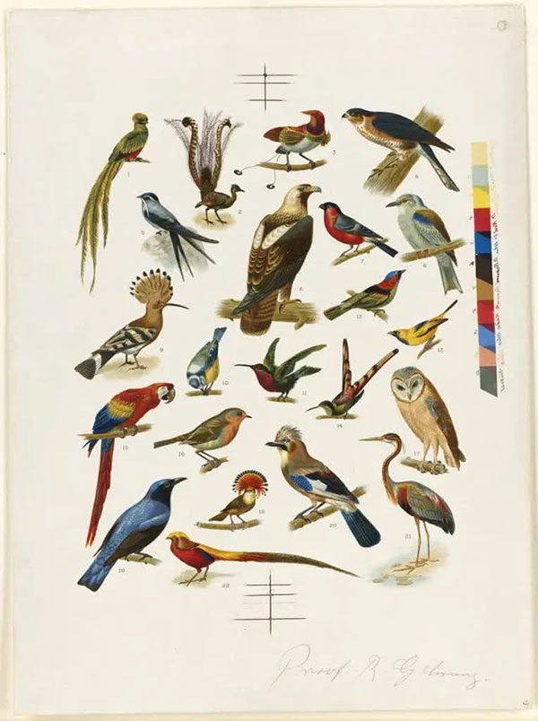 Birds evolved from reptiles millions of years ago