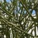 cactus is not euphorbia tirucalli liun 5543