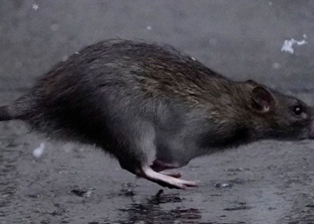 can humans completely eliminate all types of mice 127542