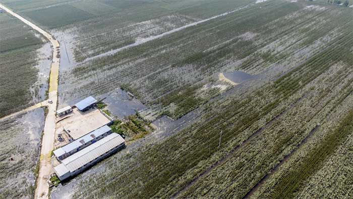 A flooded farm in Xinxiang City, Henan Province on August 5.