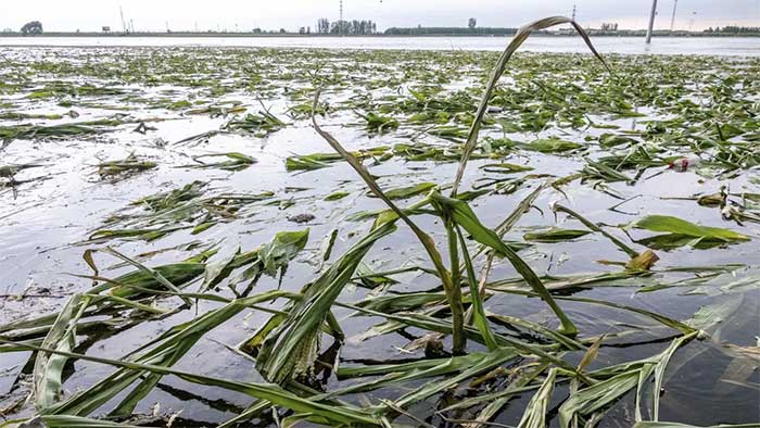 A cornfield submerged by floodwaters