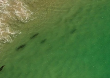 cape cod the worlds highest goblin shark 128530