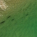 cape cod the worlds highest goblin shark 128530
