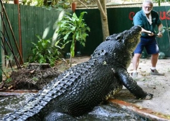 cassius crocodile largest farm raised in the world 127944