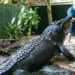 cassius crocodile largest farm raised in the world 127944
