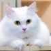 cat breed can follow owner year round outside its vision 128031