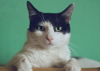 cat poisoning jumping type cat kills multiple who assesses risk in humans 128712