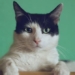 cat poisoning jumping type cat kills multiple who assesses risk in humans 128712