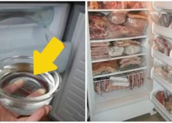 cat saving energy very simple just put water in the fridge 127492