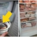 cat saving energy very simple just put water in the fridge 127492