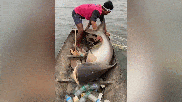 The fish repeatedly hits the wooden boat trying to escape but fails.