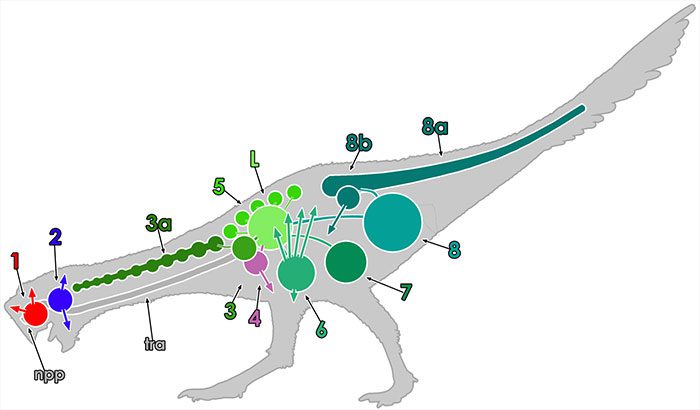 Not all animals use the same techniques and organs to breathe
