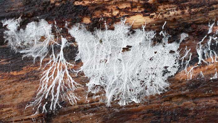 Mushroom fiber structure.