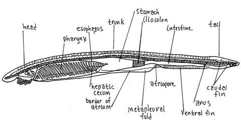 Lancelet - Amphioxus