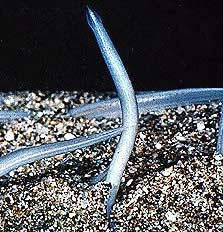 Lancelet - Amphioxus