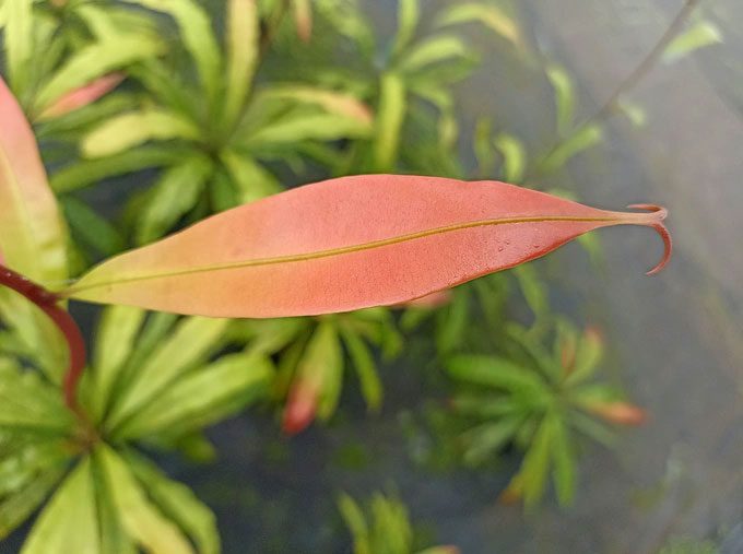 Two hooks at the tips of the leaves of the Triphyophyllum peltatum.