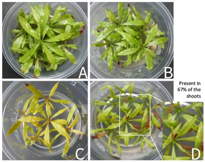 cay Triphyophyllum peltatum 2