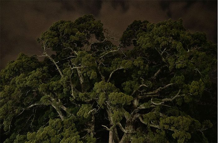 The 1,600-year-old juniper tree on Shodoshima