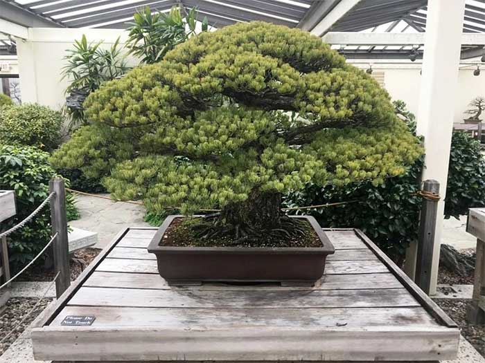This bonsai tree was planted in 1625