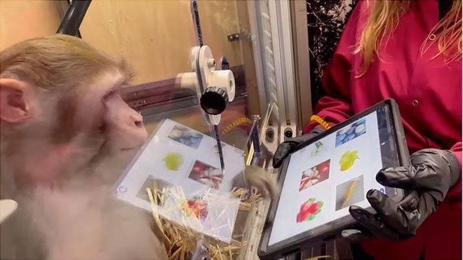 Neuralink has previously been investigated for animal cruelty