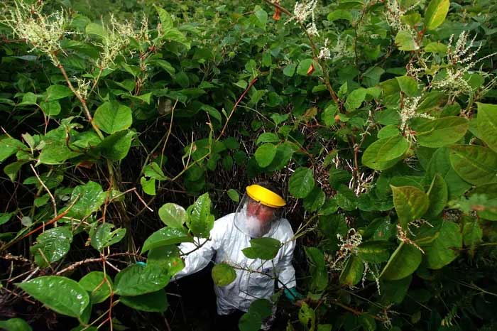 This plant poses a concern for the native ecosystem in the UK.