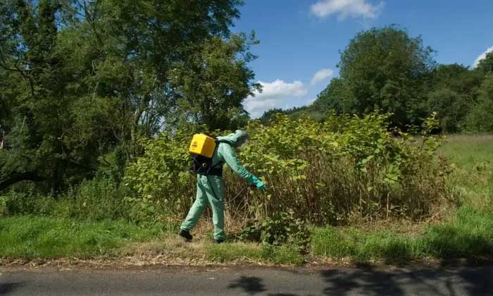 The most effective way to kill knotweed is by using herbicides.
