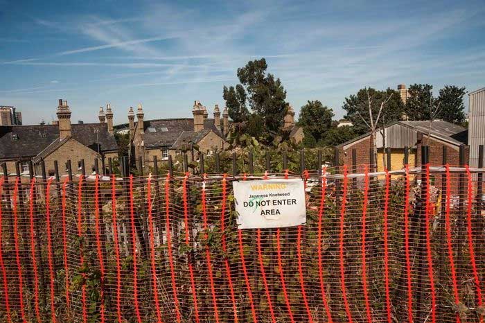 Japanese knotweed