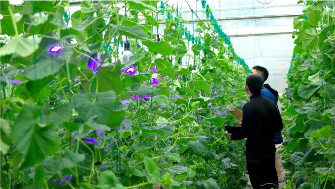 The system tested lighting with melon plants.