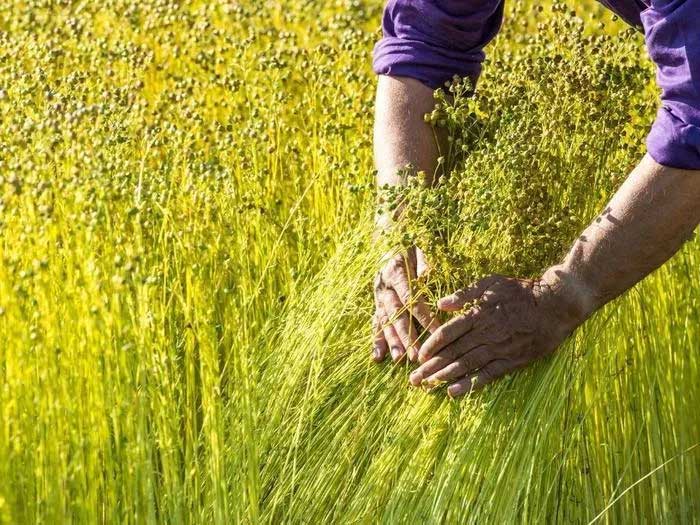 Harvesting flax