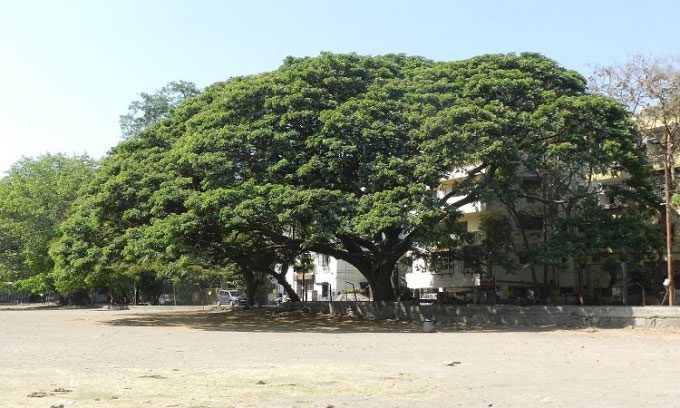 The West Indian Tamarind tree has been relocated 15 meters from its original position.