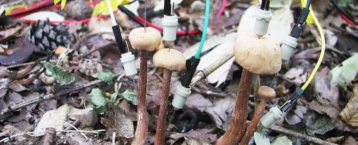 Mushrooms with electrodes attached to monitor signaling activity.