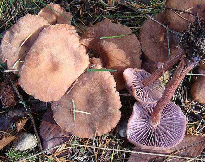 Laccaria bicolor is the species of mushroom used in the experiment in Japan.