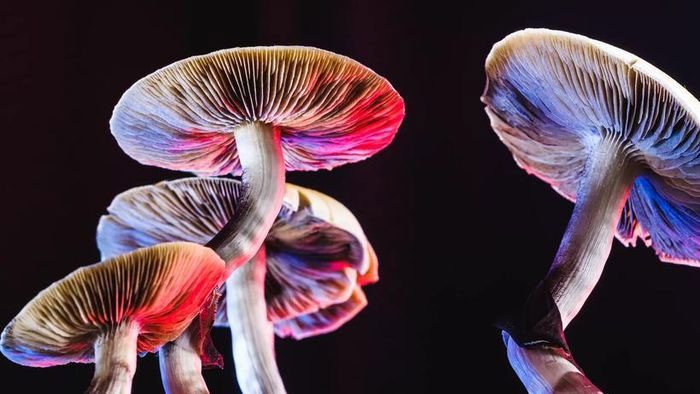 Fungi tend to be cooler than their environment.