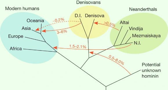 The phylogenetic tree of early humans that may have lived in Eurasia over 50,000 years ago.
