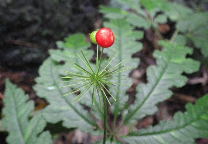 Wild Panax notoginseng (P. stipuleanatus) in Ha Giang.