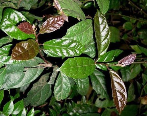 The compounds found in black cohosh are very effective in supporting cancer treatment.