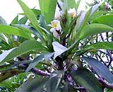 Frangipani Tree