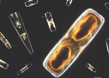 cell mechanism producing 12 oxy on the planet 127880