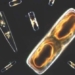 cell mechanism producing 12 oxy on the planet 127880