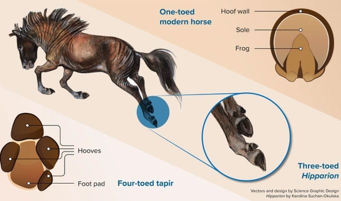 Horses once had 4-toed feet but evolved to have a single toe.