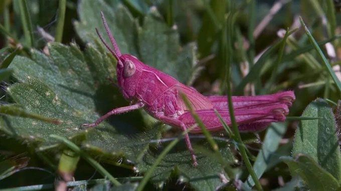 Pink grasshopper discovered due to a recessive gene passed through generations.