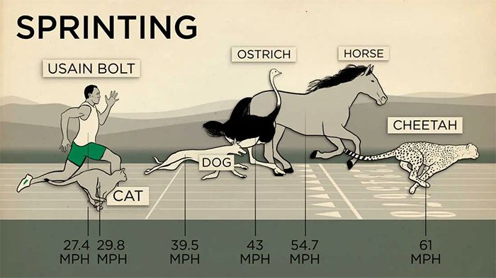Humans are not entirely sure they are the best runners in nature.
